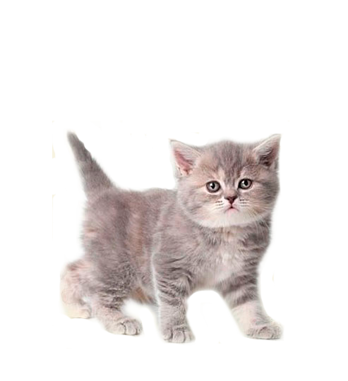 купить игрушку медведь большой