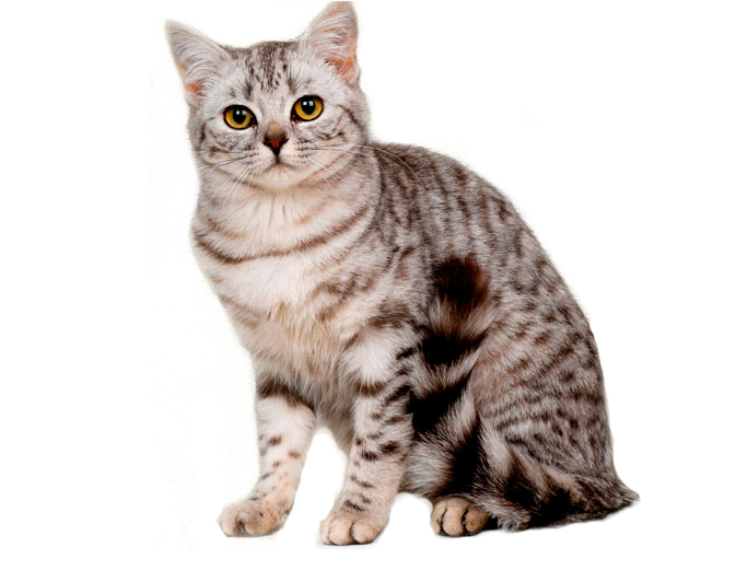 большой плюшевый мишка